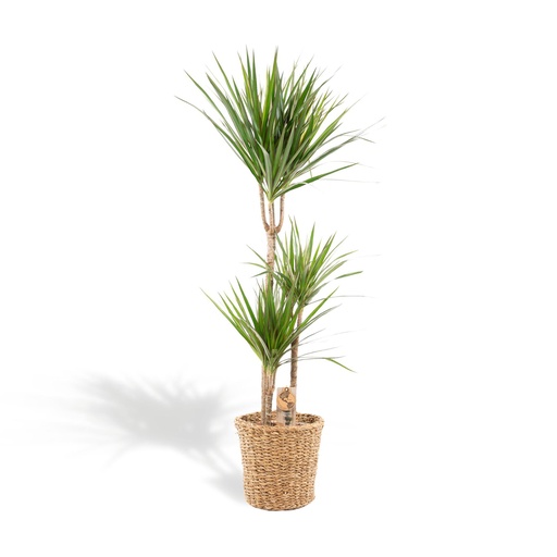 "Dracaena mit Korb - ↨120cm - Ø21cm image"