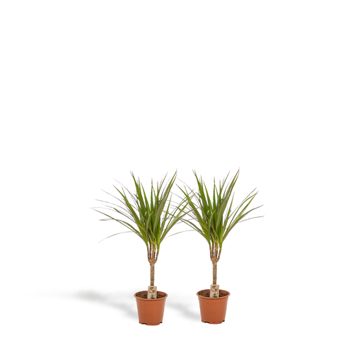 "2x Dracaena - ↨60cm - Ø14cm image"