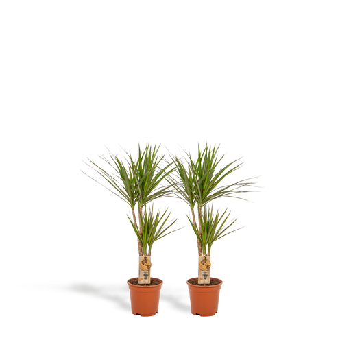 "2x Dracaena - ↨90cm - Ø17cm image"