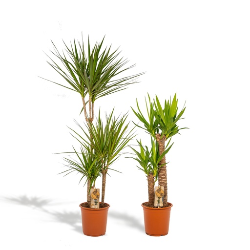 "Dracaena - ↨120cm - Ø21cm + Yucca - ↨100cm - Ø21cm image"