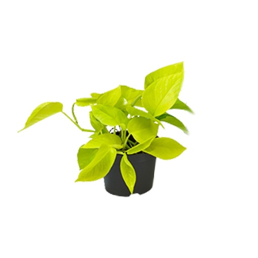 "Epipremnum Golden Pothos - Scindapsus - AKTION - Ø12 - ↕15cm image"