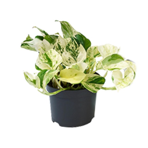 "AKTION - Epipremnum Happy Leaf - Scindapsus - Ø12cm - ↕15cm image"