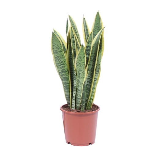 "Sansevieria Trifasciata Laurentii - Ø14cm - ↕40cm image"