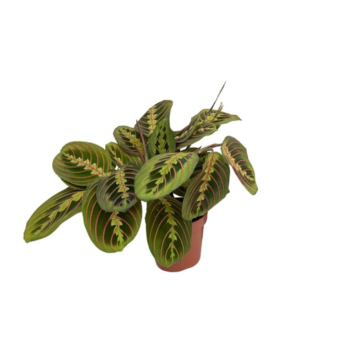 "Maranta Fascinator (Pfeilwurz) - Ø12cm - ↕20cm image"