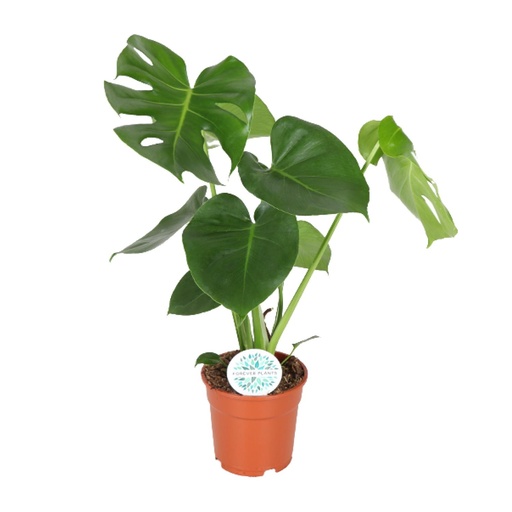 "Monstera Deliciosa - Ø17cm - ↕55cm image"