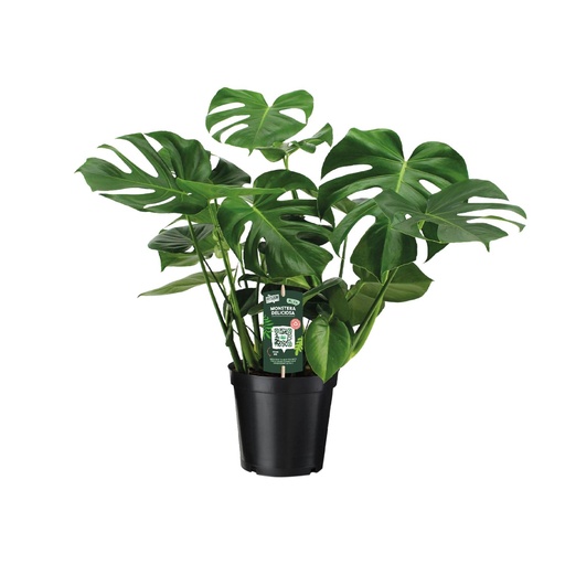 "Monstera Deliciosa - Ø21cm - ↕65cm image"