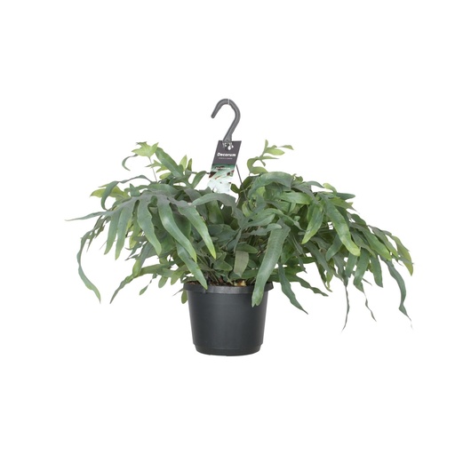 "Phlebodium Aureum Blauer Stern - Ø17cm - ↕50cm image"