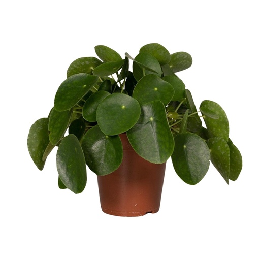 "Pilea Peperomiodes - Pfannkuchenfabrik - Ø15cm - ↕25cm image"