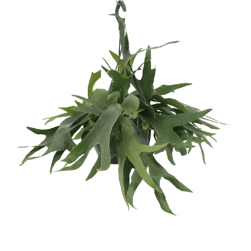 "Platycerium Hirschgeweih Hänge - Ø21cm - ↕50cm image"