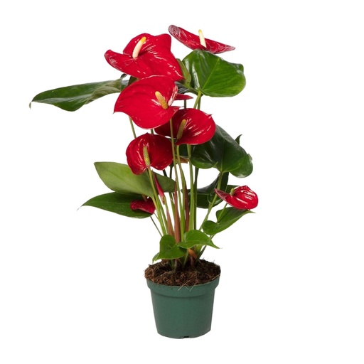 "Anthurium Rot - Ø17cm - ↕55cm - Ø12cm - ↕40cm image"