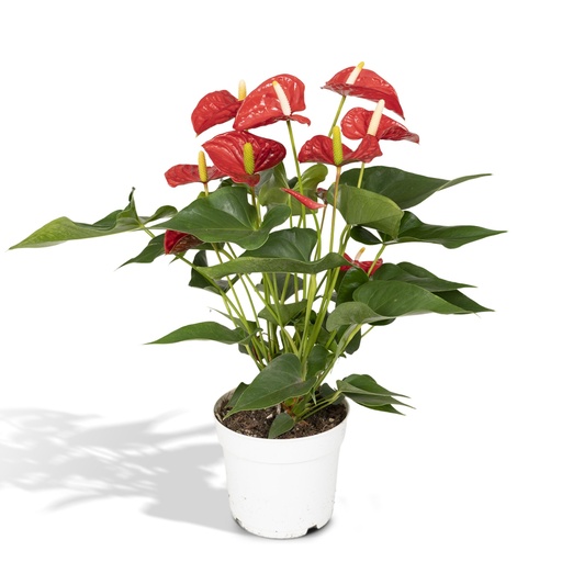 "Anthurium Rot - Ø17cm - ↕55cm - Ø17cm - ↕55cm image"