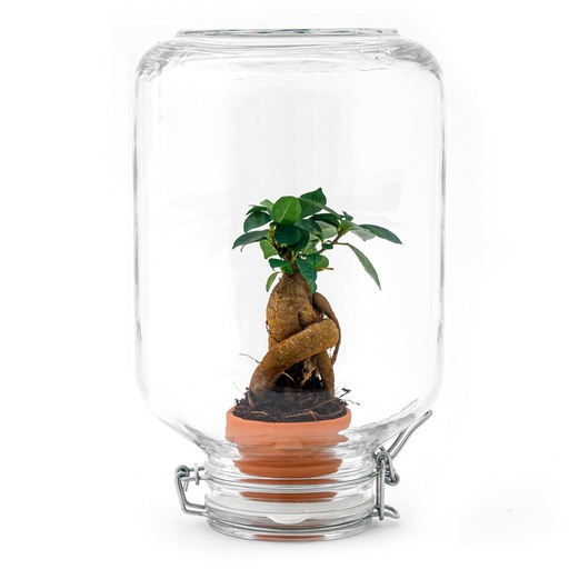 "Easyplant - Ficus Ginseng bonsai image"