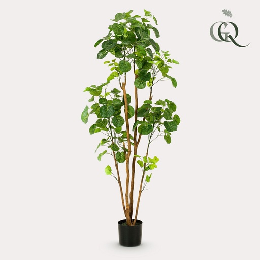 "Kunstpflanze - Polyscias - Aralia - 160 cm image"