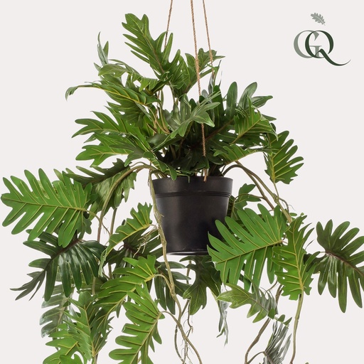 "Kunstpflanze - Philodendron - 80 cm image"