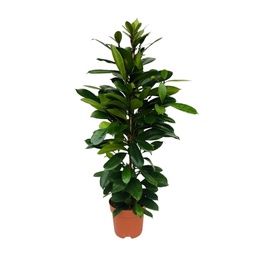 Afrikanischer Feigenbaum (Ficus cyathistipula) – pflegeleichte Zimmerpflanze, To