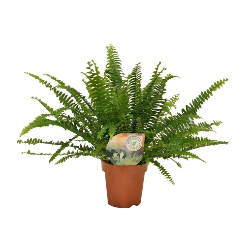 "Nephrolepis Grüne Dame - Ø12cm - ↕30cm image"
