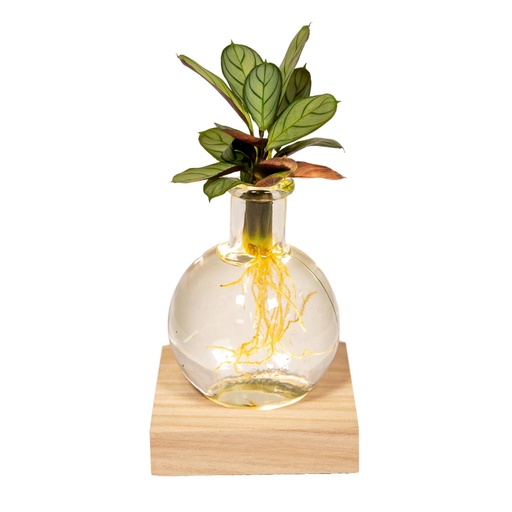 "Calathea im Samoa-Glas mit LED-Beleuchtung - Ø12cm - ↕10cm image"