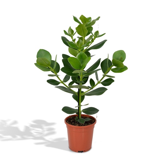 "Clusia Rosea Prinzessin - Ø17cm - ↕60cm image"