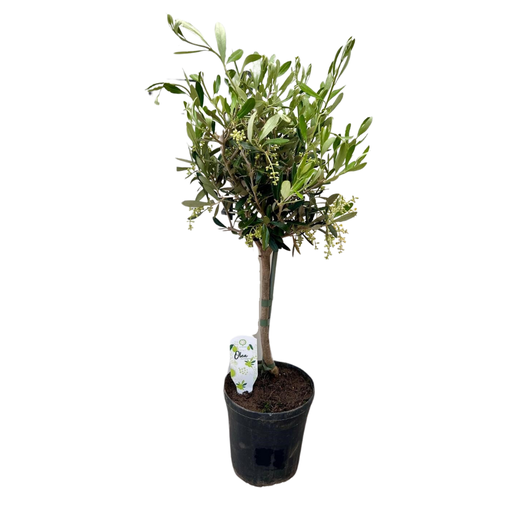"Olea - Ø15cm - ↕60cm image"