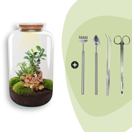"Flaschengarten - Sven Bonsai - ↕ 43 cm - Rake + Shovel + Tweezer + Scissors image"