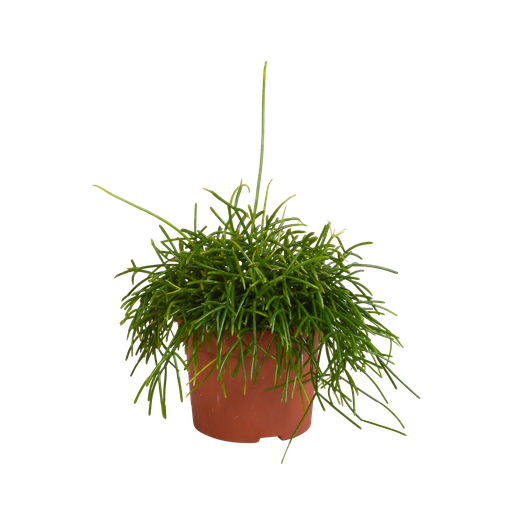 "Rhipsalis baccifera Oase 12cm image"
