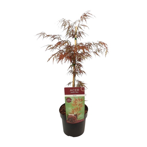 "Acer palm. 'Garnet' - Ø19cm - ↕40cm image"