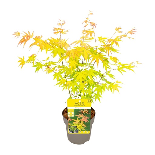 "Acer palmatum Orange Traum - Ø15cm - ↕30cm image"