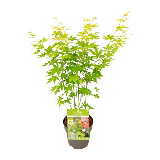 "Acer palmatum Gehend Grün - Ø15cm - ↕30cm image"
