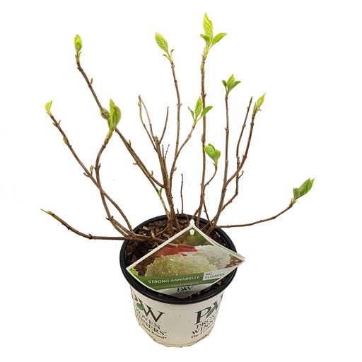 "Hortensie 'Strong Annabelle' - Ø19cm - ↕30cm image"