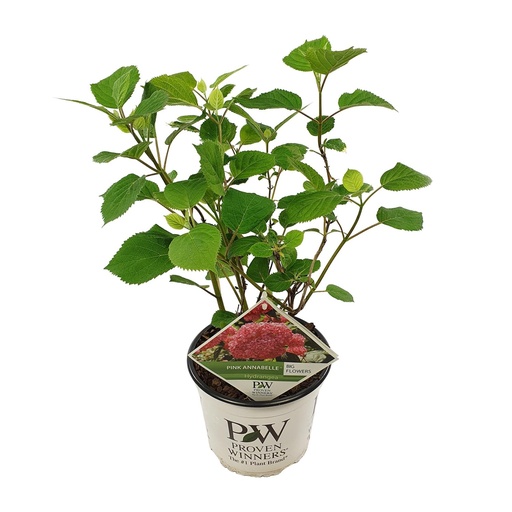 "Hydrangea arbo. 'Rosa Annabelle' - Ø19cm - ↕30cm image"