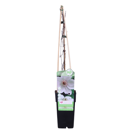 "Clematis Miss Bateman - Clematis Weiß - Ø15cm - ↕65cm image"