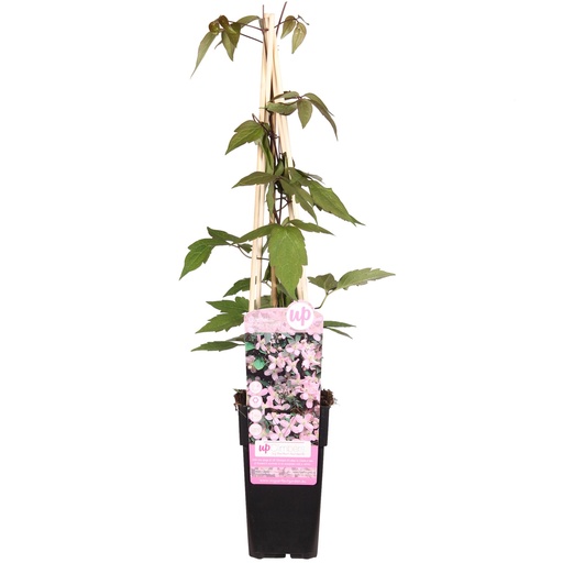 "Clematis Montana 'Duftender Frühling' - ↨65cm - Ø15 image"