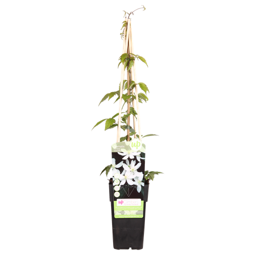 "Clematis Montana 'Grandiflora' - ↨65cm - Ø15 image"