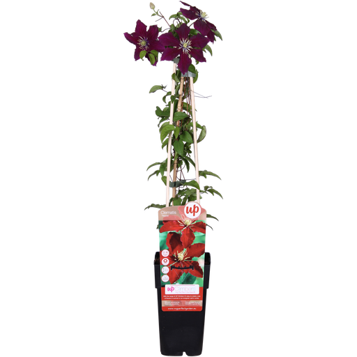 "Clematis Niobe - ↨65cm - Ø15 image"