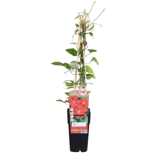 "Clematis Hagley Hybrid - Clematis Rot - Ø15cm - ↕65cm image"