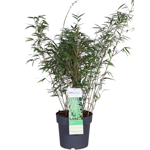 "Fargesia rufa - Ø29cm - ↕80cm - Ø23 - ↨80cm image"