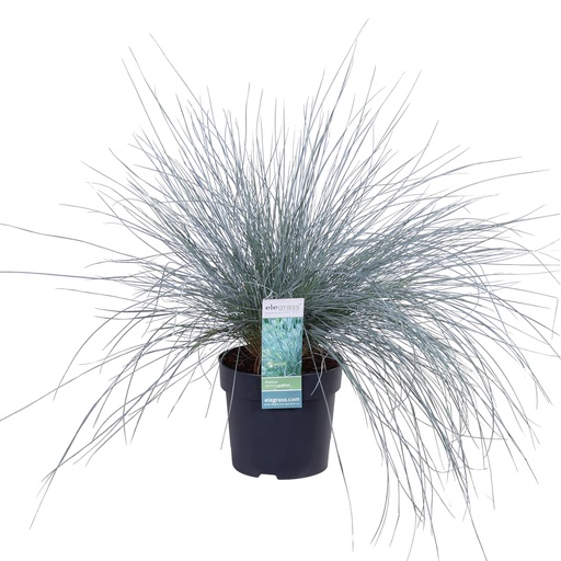 "Festuca glauca Azura Blau - Ø14 - ↨30cm image"