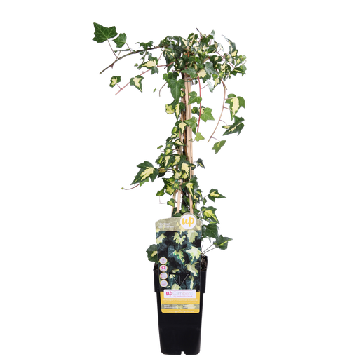 "Efeu 'Dentata Variegata' - Ø15cm - ↕65cm image"