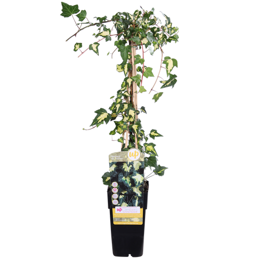 "Hedera helix 'Gold Heart' - Ø15cm - ↕65cm image"