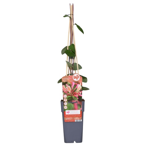 "Lonicera periclymenum 'Belgica' - Ø15cm - ↕65cm image"