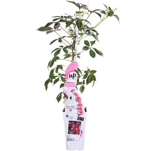 "Parthenocissus henryana - Keilschwanzmakrele - Ø15cm - ↕65cm image"