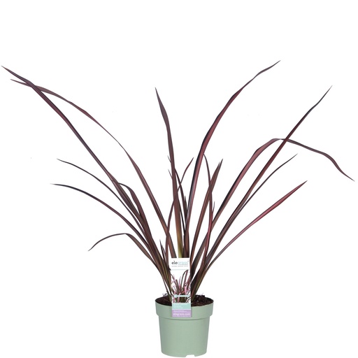 "Phormium 'Rosa Flamingo' - Ø14cm - ↕50cm image"