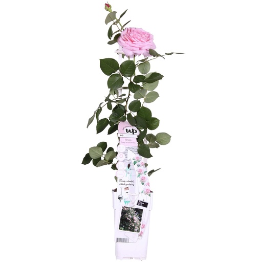 "Rosa Crazy in love 'Pink' - Rosa Rose - Ø15cm - ↕65cm image"