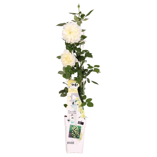 "Rosa Crazy in love 'Vanilla' - Creme-Rose - Ø15cm - ↕65cm image"