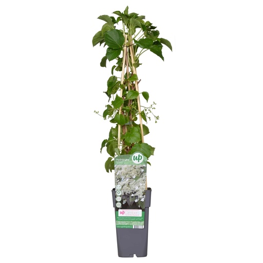 "Hydrangea petiolaris - Kletterhortensie - Ø15cm - ↕65cm image"