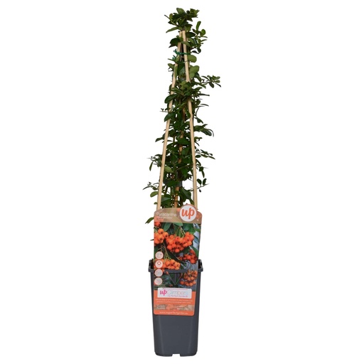 "Pyracantha 'Orange Glow' - Ø15cm - ↕65cm image"