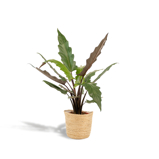 "Alocasia Lauterbachiana - Ø19cm - ↕80cm + Korb Selin  image"
