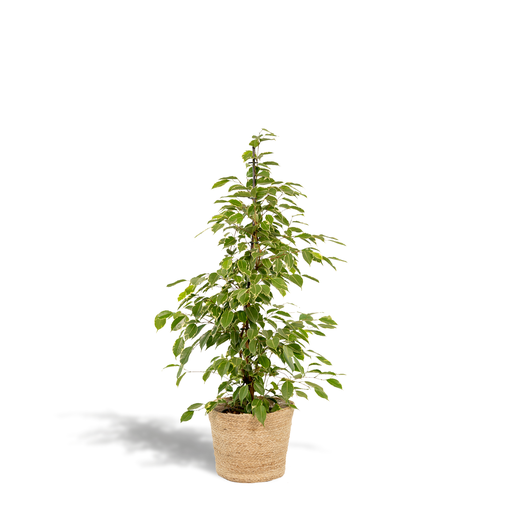 "Ficus benjamina Goldenking - Ø21cm - ↕95cm + Korb Selin image"