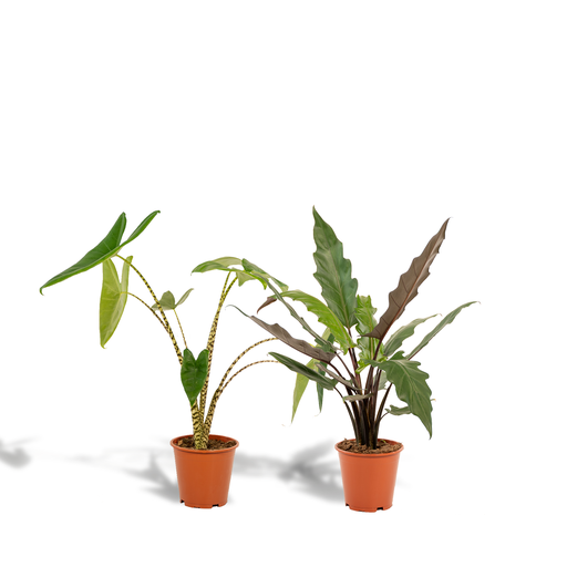 "Alocasia Zebrina - Ø19cm - ↕75cm + Alocasia Lauterbachiana - Ø19cm - ↕75cm image"
