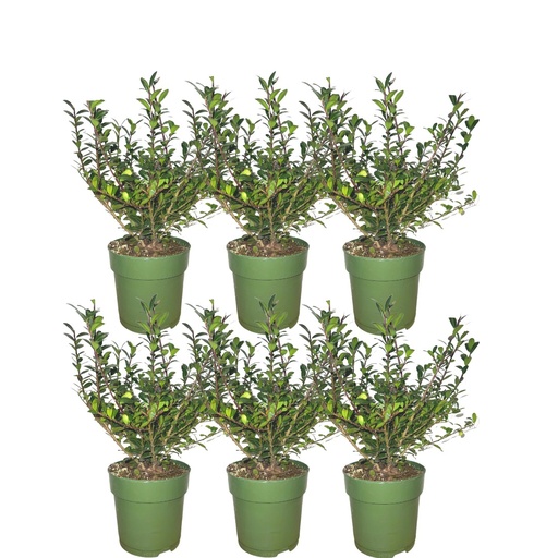 "Plants by Frank - 1 Meter Stechpalmen Hecke - Ilex crenata 'Jenny'® - Pflanzenset mit 6 winterharten Heckenpflanzen - Immergrüne Hecke - Direkt von der Gärtnerei geliefert image"